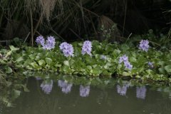 09-Nile hyacinth